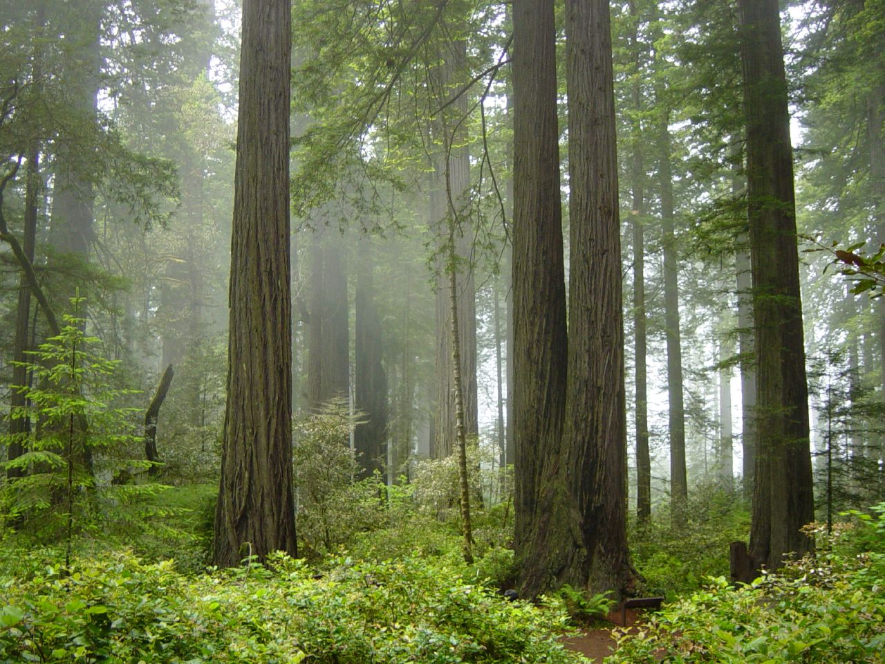pnw redwoods national park in fog