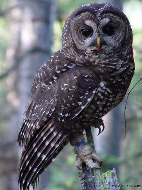 USFWS Northern Spotted Owl
