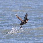 marbled murrelet