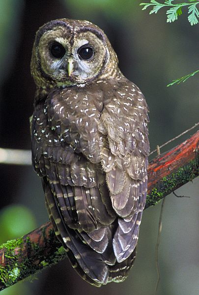 pnw northern spotted owl USFWS