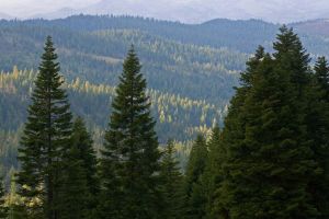 Forest Legacies Home Image